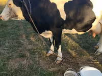 گاو ماده, Russian Black pied cattle — عکس 2