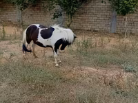 Hengst, Miniature horse — Foto 2