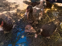 Ducks — φωτογραφία 3