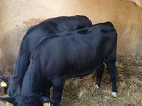 Mucca, Aberdeen Angus — foto 1