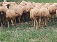 میش, گوسفند — عکس 3