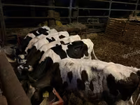 Toro, Razza Holstein — foto 3