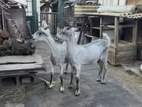 Bok, Nubian Goat — foto 4