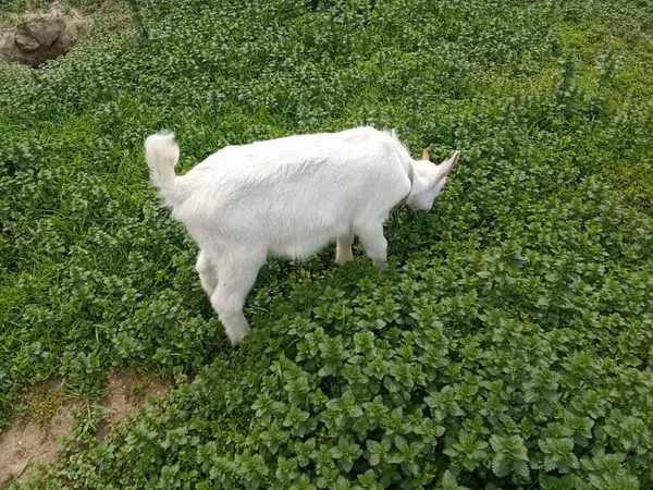 Billy Goat, Saanen goat — Azerbaijan