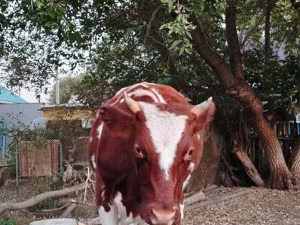 ላም, Cattle