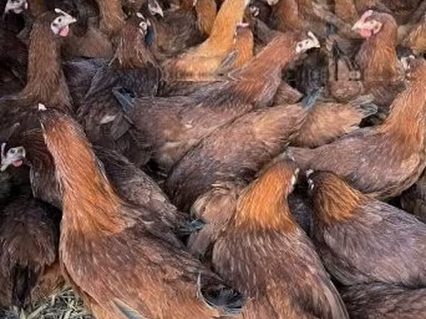 Chickens