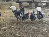 Chickens — عکس 6