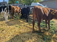 Kuh, Russian Black pied cattle — Foto 5