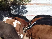 Skot (série, pohlaví neuvedeno), Swiss cattle — foto 1