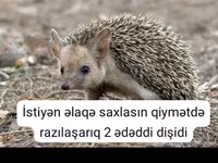 Afrika pigme kirpisi – ev heyvanı - Növ: Atelerix albiventris (Afrika — புகைப்படம் 5
