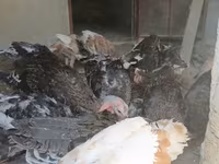 Turkeys — foto 3