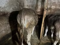 Cow, Swiss cattle — photo 5
