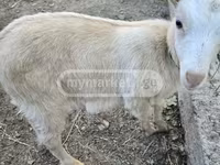 Ямаа, Megrelian goat — 3 зураг