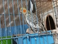 HAZİR BALA VEREN CUTLERDİ - Növ: Nimfa (Cockatiel) cütü – biri boz/aq — foto 2