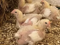 Chickens — 사진 1