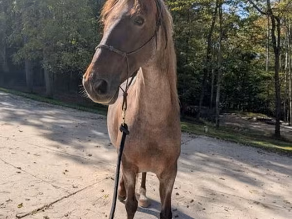 اسب نر, Palomino