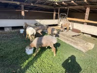 Carnero, Arashan sheep — foto 2