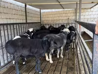 Kambing jantan, Rhon sheep — foto 2