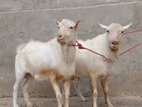 Keçi, Saanen goat — foto 1