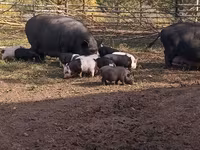 Boar, Дюрок — photo 7