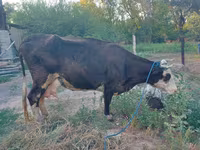 Krava, Russian Black pied cattle — fotografija 1