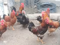 Chickens — รูปภาพ 8