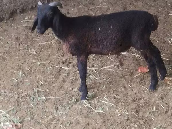 Bélier, Moutons