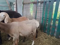 Carnero, Arashan sheep — foto 4