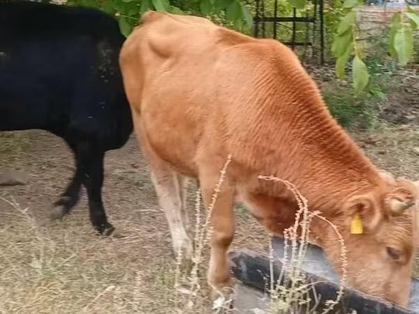 公牛, Cattle