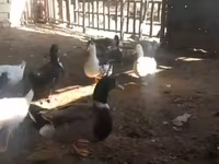 Ducks — عکس 2
