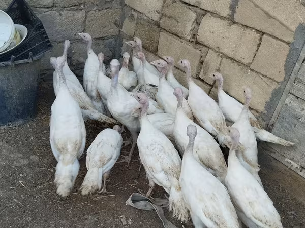 Turkeys