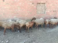 قوچ, Arashan sheep — عکس 8