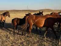 Faras dhaddig, Horses — sawirka 8