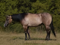 குதிரை, Quarter Horse — புகைப்படம் 1
