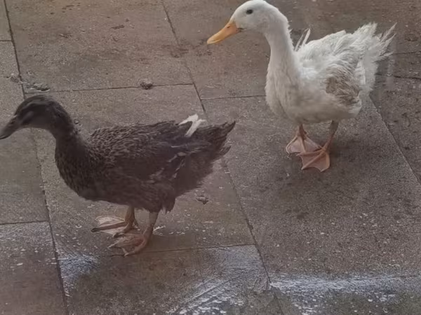 Ducks — Azerbaijan