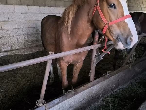 Horse (M), Horses — Kyrgyzstan