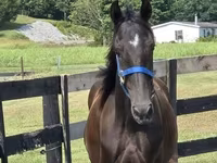Caballo, Rocky Mountain Horse — foto 6