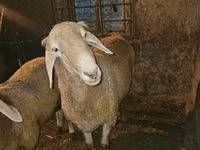 قوچ, Rhon sheep — عکس 4