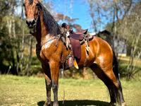 اسب نر, Tennessee Walking Horse — عکس 1