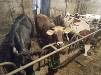 گائے, Russian Black pied cattle — تصویر 1