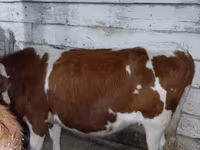 بقرة, Simmental cattle — الصورة 1