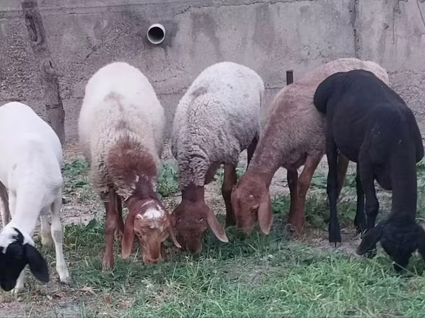 Ram, Sheep