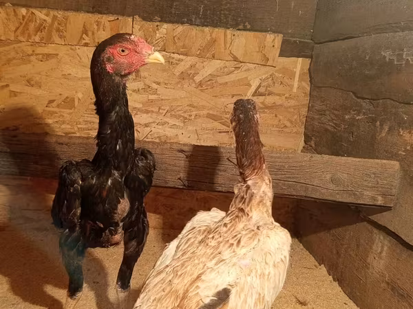 Chickens