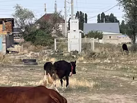 Үнээ, Latvian Blue cattle — 4 зураг