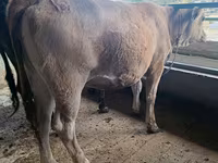 Tehén, Swiss cattle — 1. fotó