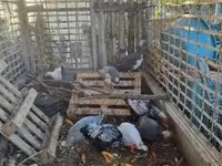 Guinea fowl — تصویر 1