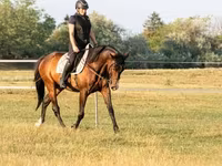 Koń, Hungarian horse breed — zdjęcie 4