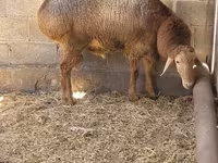 قوچ, Tian-Shan semifinewool sheep — عکس 8