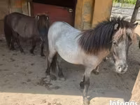 Klisna, Shetland Pony — foto 2