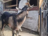 Kambing jantan, Saanen goat — foto 2